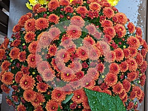 Orangish brown Hardy Chrysanthemum