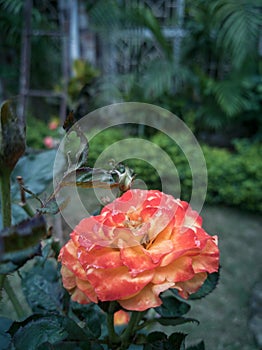 Orangish chinese rose variety with bud