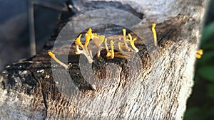 Orangish dacryopinax spathularia fungi