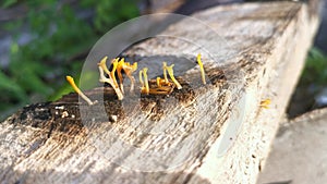 Orangish dacryopinax spathularia fungi