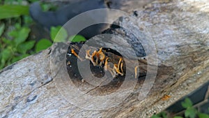 Orangish dacryopinax spathularia fungi