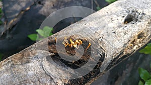 Orangish dacryopinax spathularia fungi