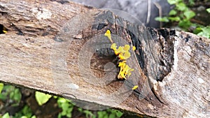 Orangish dacryopinax spathularia fungi