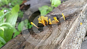 Orangish dacryopinax spathularia fungi