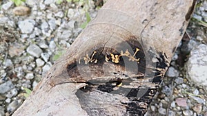 Orangish dacryopinax spathularia fungi