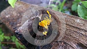 Orangish dacryopinax spathularia fungi
