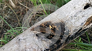 Orangish dacryopinax spathularia fungi