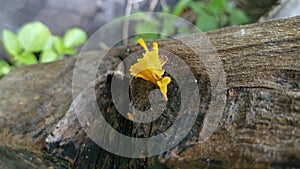 Orangish dacryopinax spathularia fungi