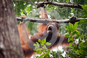 Orangutan