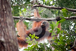 Orangutan