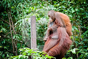 Orangutan