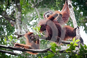 Orangutan