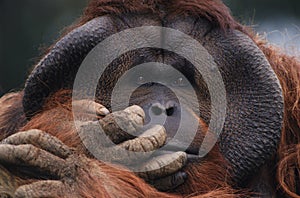 Orangutan