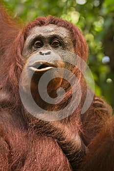 Orangutan photo