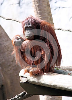 Orangutan photo