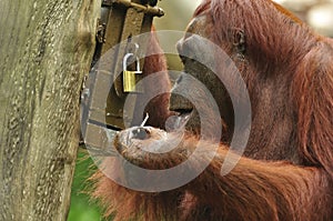 Orangutan