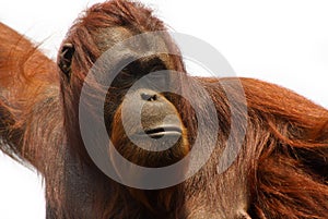 Orangutan