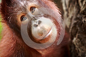 Orangutan photo