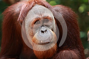 Orangutan photo