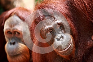 Orangutan