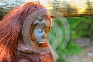 ORANGUTAN