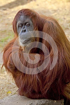 Orangutan