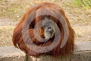 Orangutan