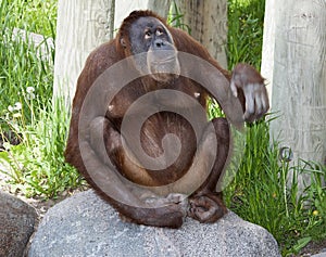 Orangutan