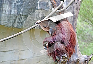 Orangutan