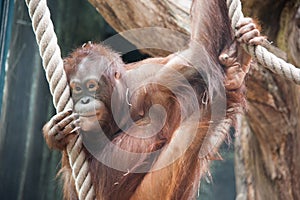 Orangutan