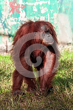 Orangutan