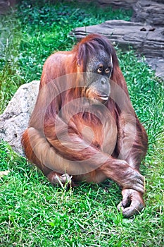 Orangutan