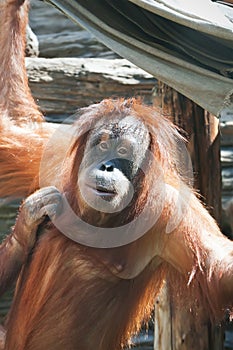 Orangutan