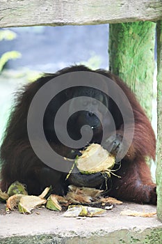 Orangutan