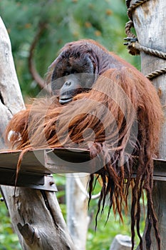 Orangutan