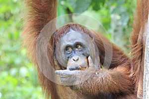 Orangutan