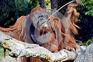 The orangutan