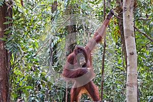 Orangutan