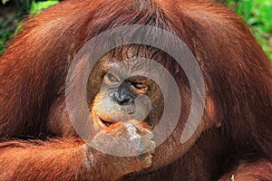 Orangutan