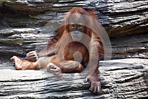 Orangutan