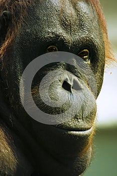 Orangutan