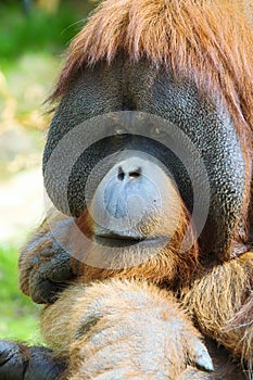 Orangutan