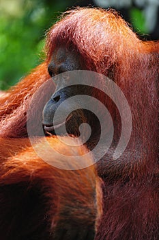 Orangutan