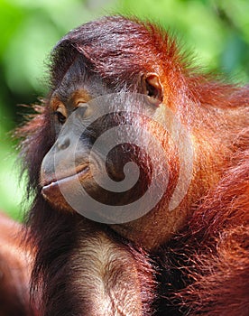 Orangutan