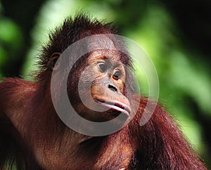 Orangutan