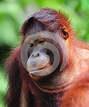Orangutan