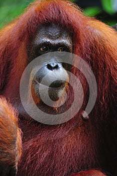 Orangutan
