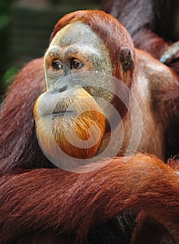 Orangutan