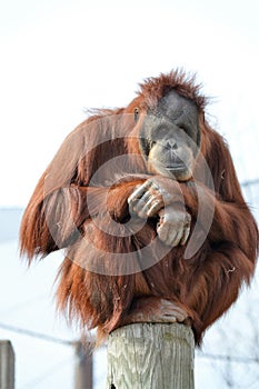 Orangutan