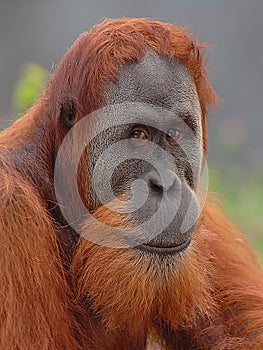 Orangutan photo